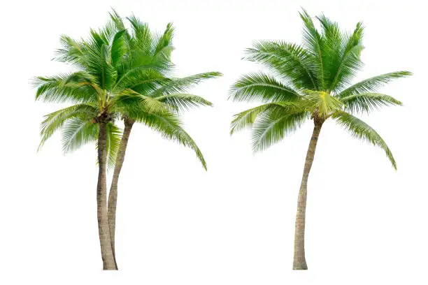 pindo palm fruit cleaning hands