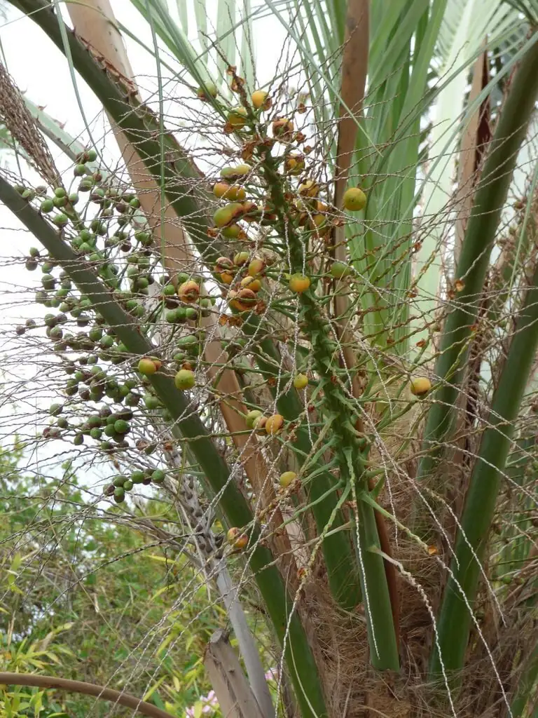 pindo palm seed micro drill