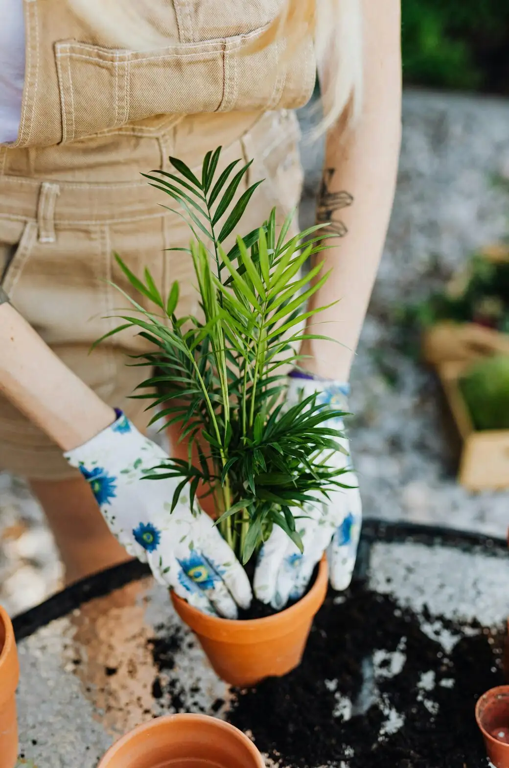 pindo palm seedling repotting hands