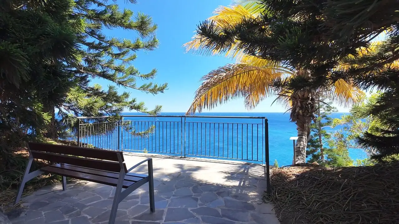 Salt, Wind, and Wow‑Factor: Design a Coastal Garden Around the Blue‑Green Pindo Palm