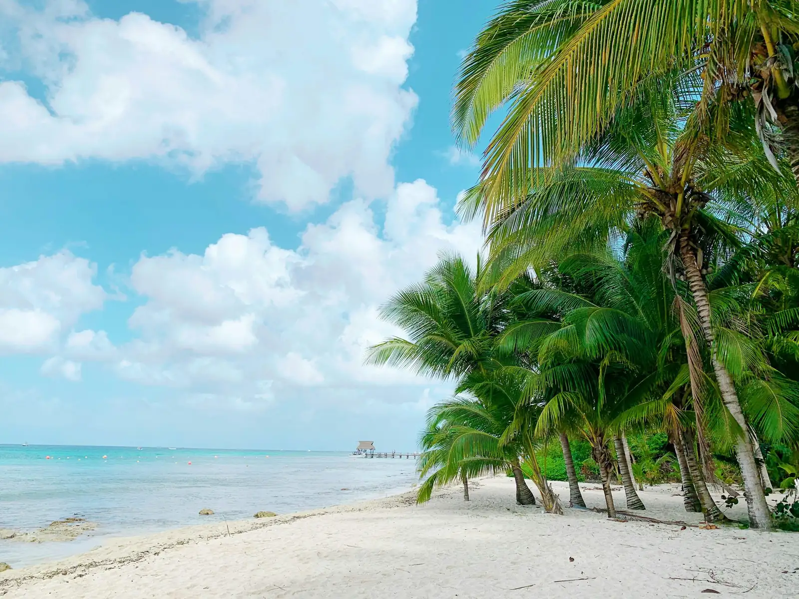 pindo palm framing sea view