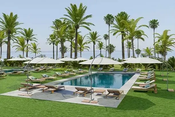 pindo palm poolside patio