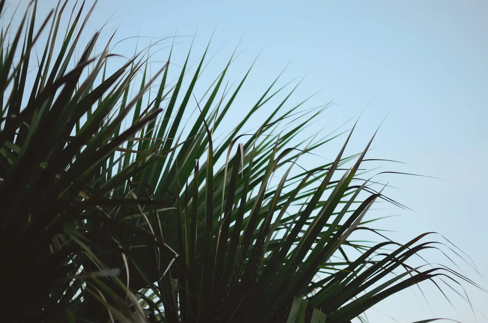 pindo palm with blue fescue santolina