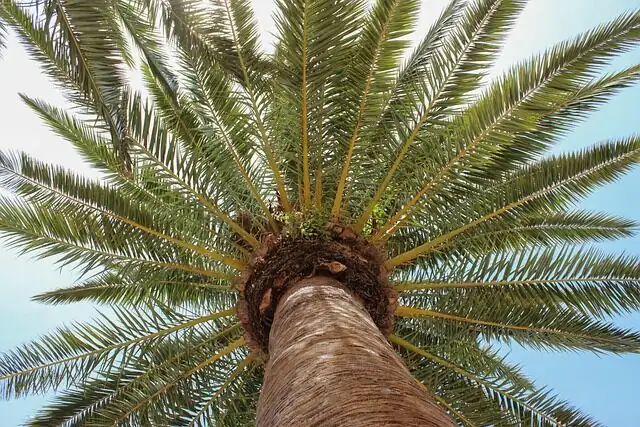 pindo palm pruning brown fronds