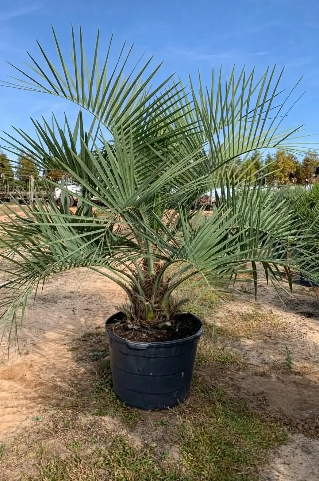 Patio Star to Winter Guest: A Stylish Guide to Container‑Grown Pindo Palms