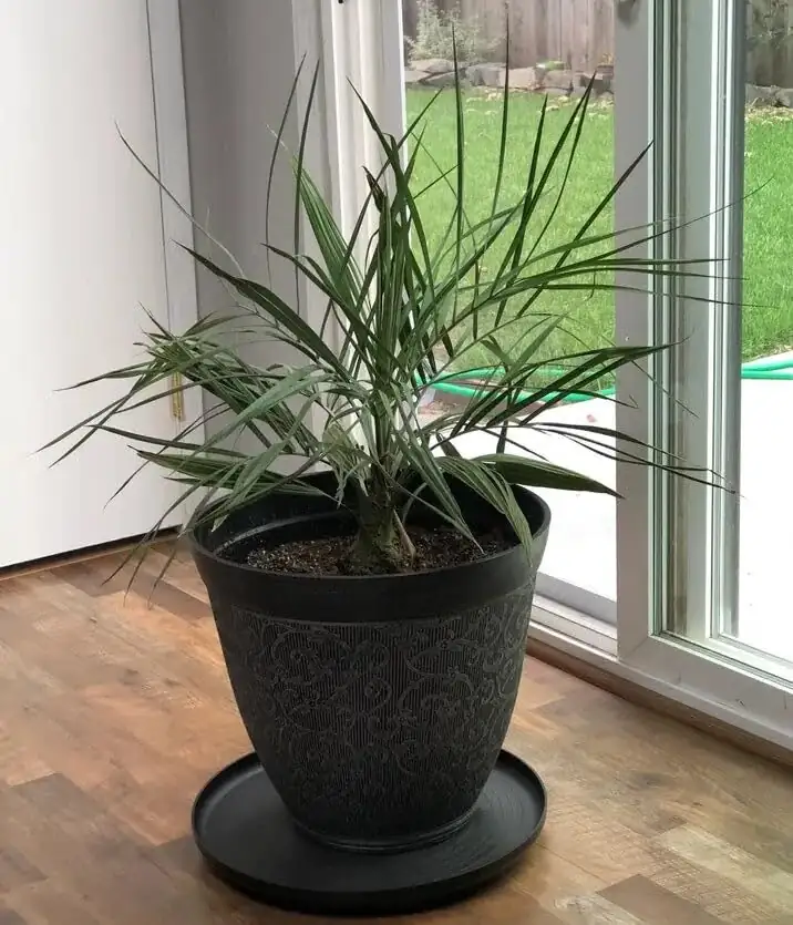 pindo palm pot drainage holes