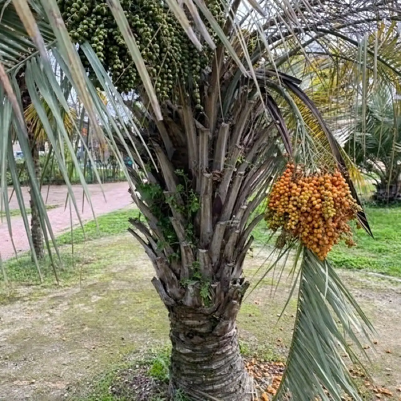 pindo palm potting mix ingredients