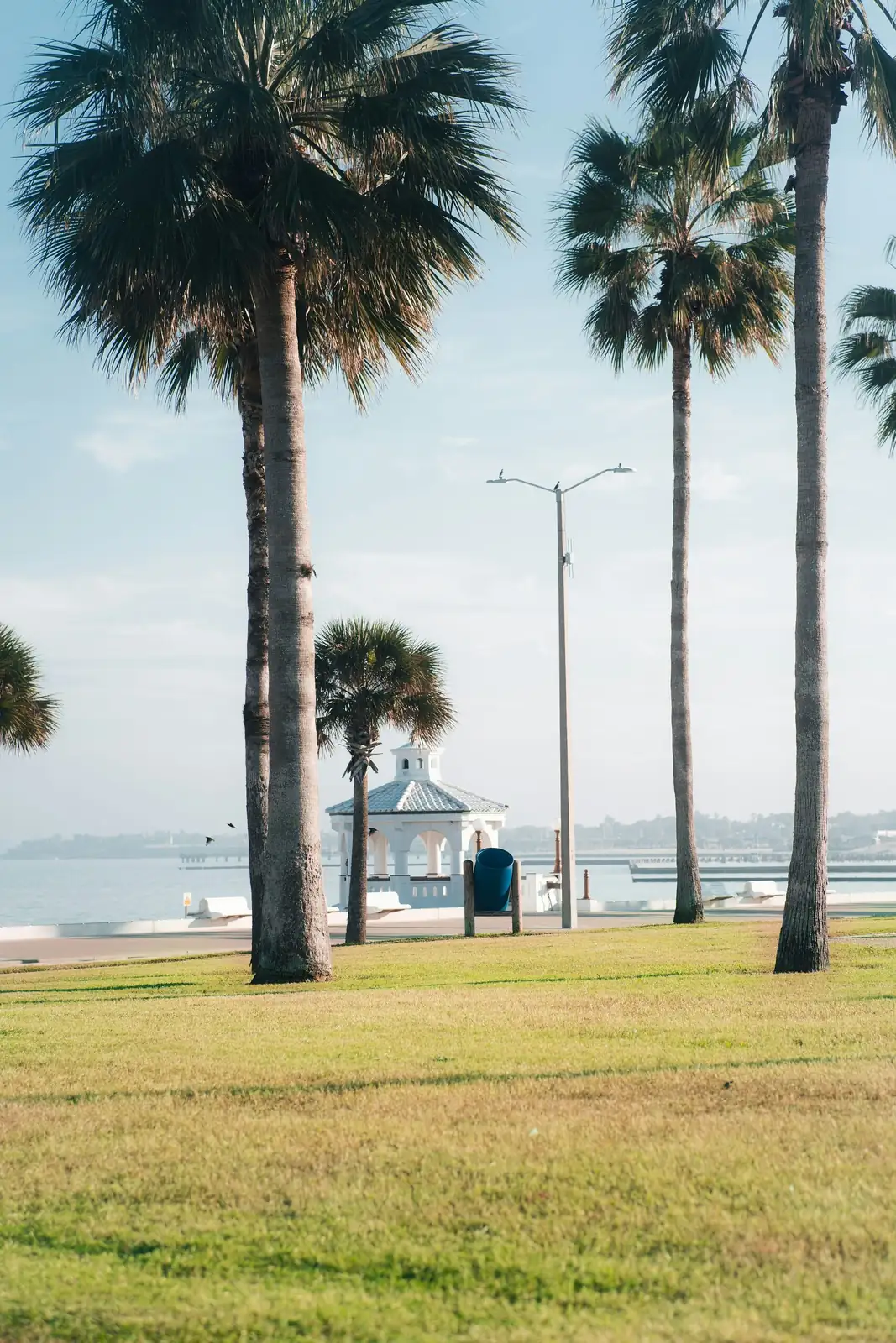 How Cold Can a Pindo Palm Go? Freeze Myths, Real Limits, and Smart Protection