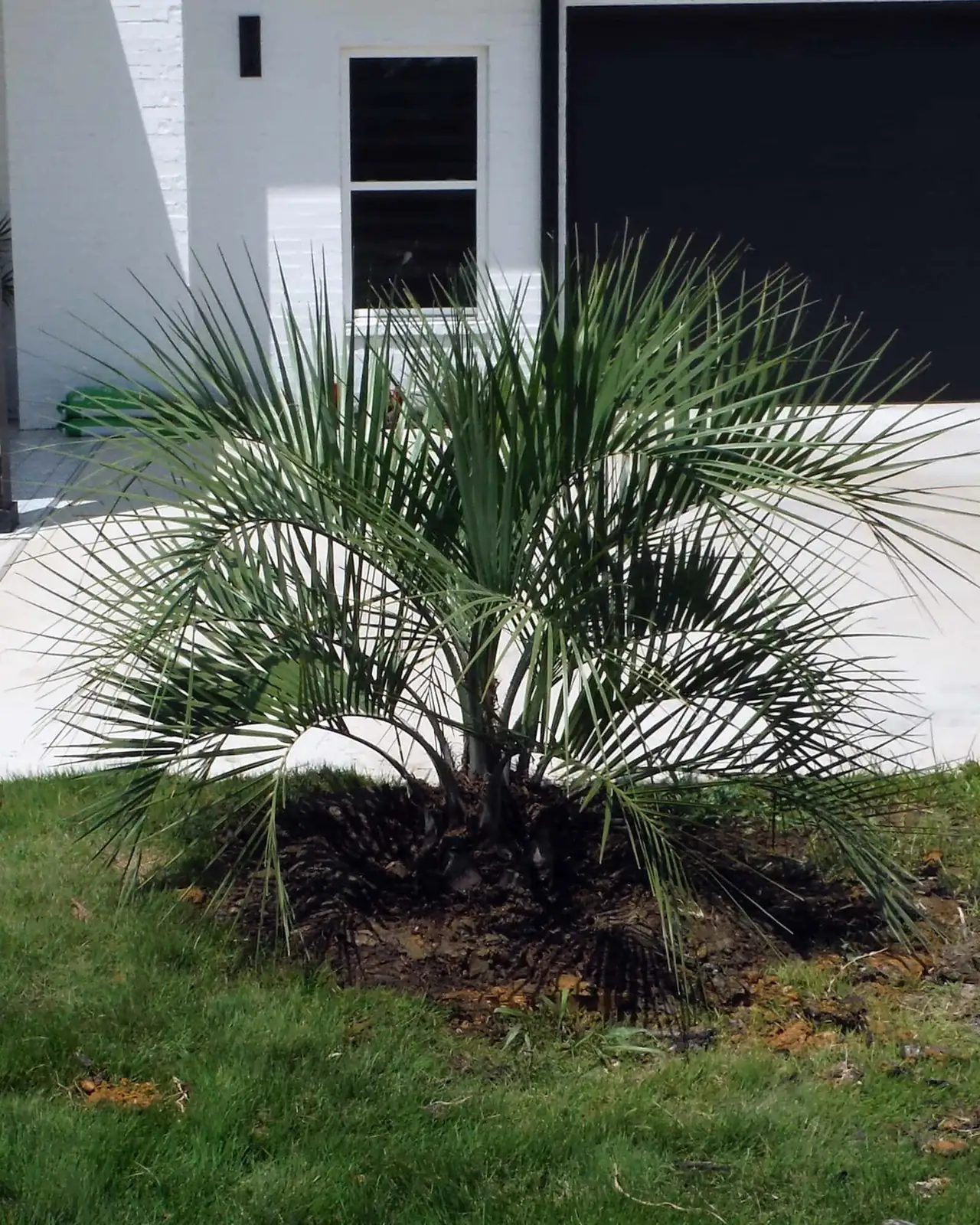 pindo palm against south wall