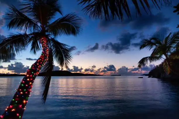 pindo palm frost cloth lights
