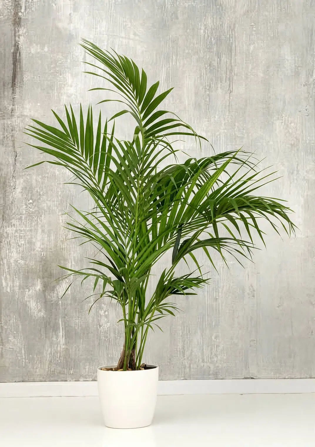 pindo palm potted balcony winter