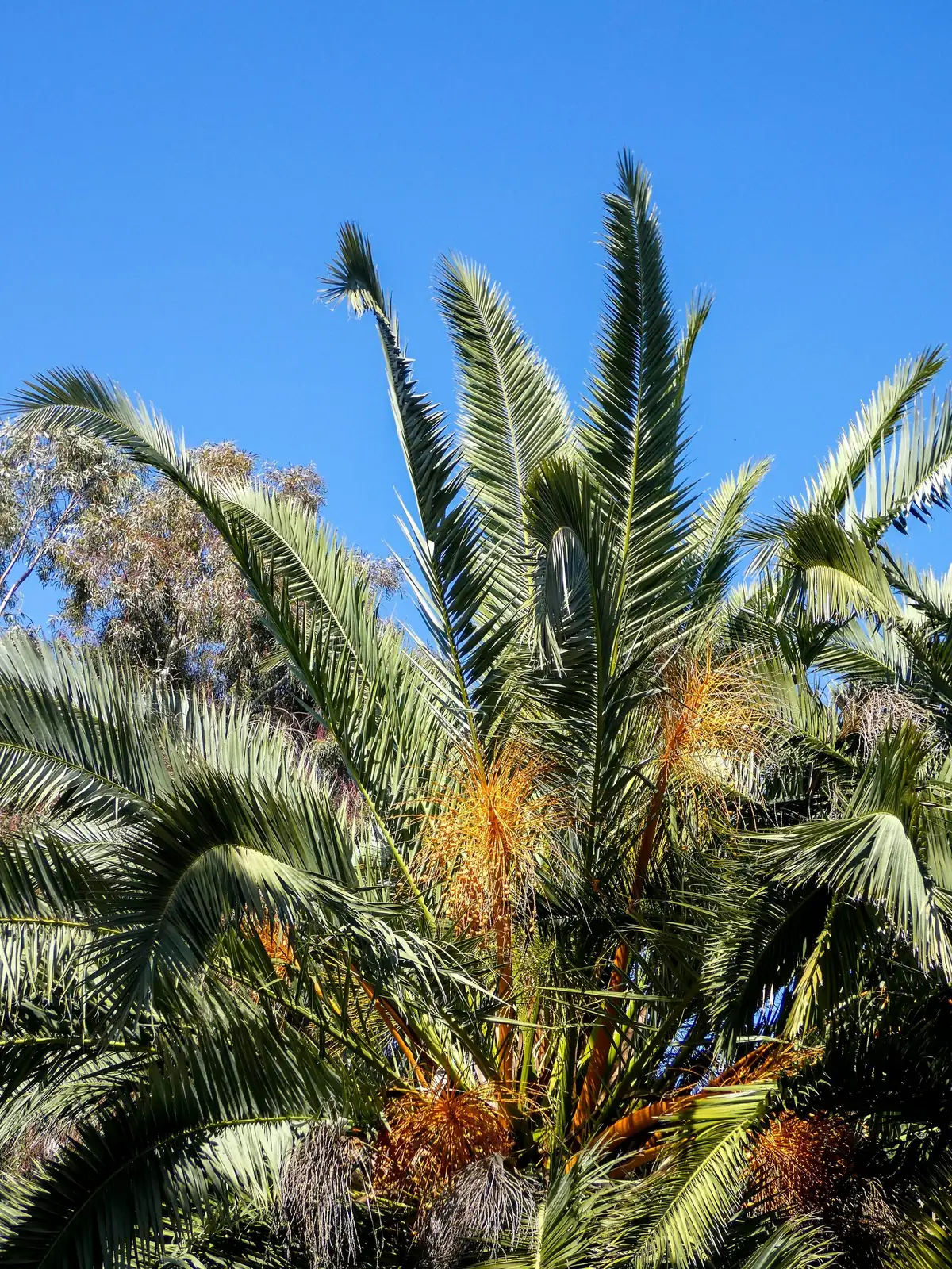 pindo palm fruit close-up