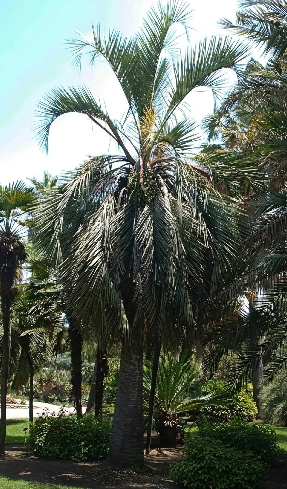 Capitata or Odorata? Crack the Nursery‑Tag Mystery Behind the ‘Jelly Palm’