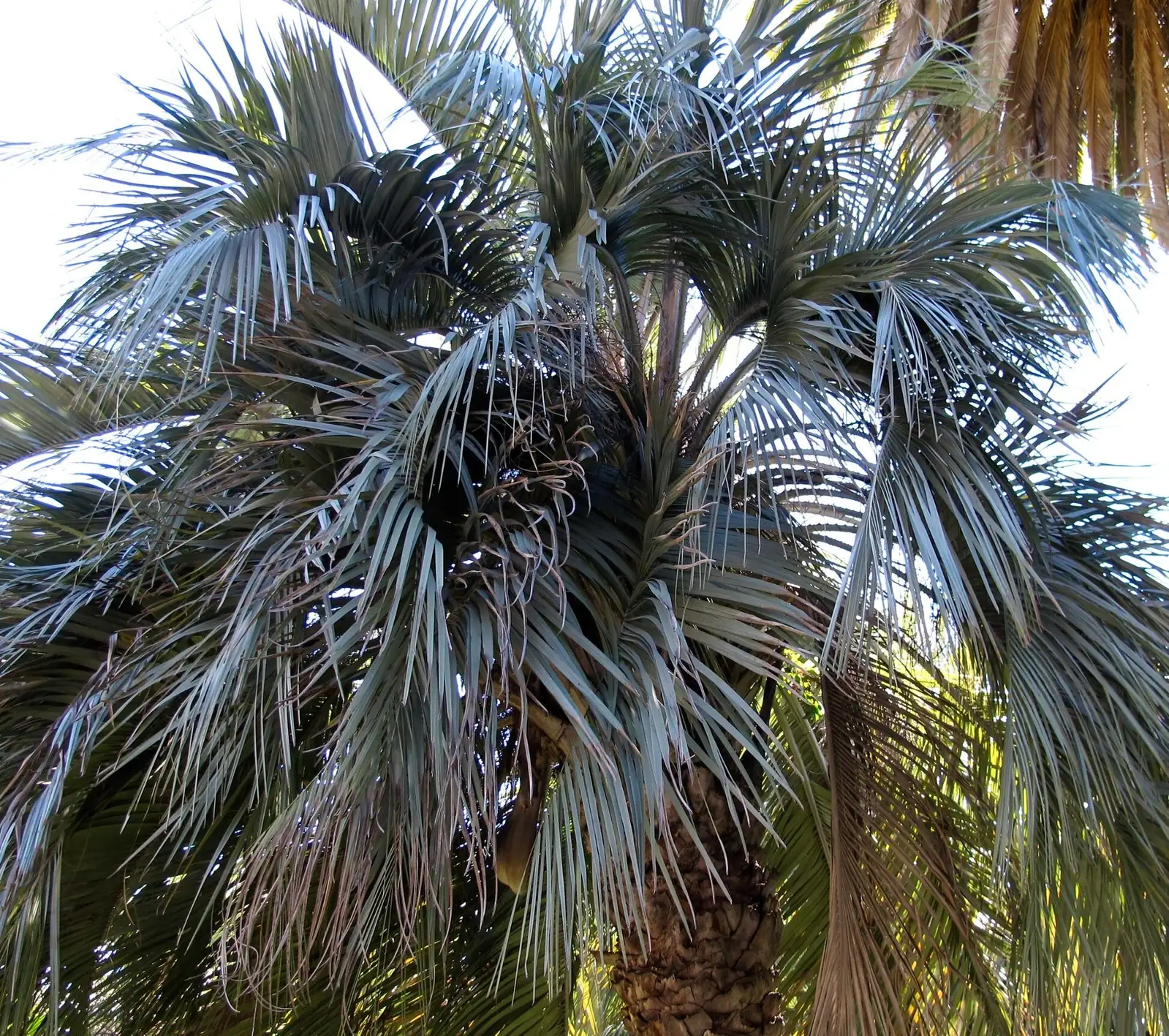 Butia odorata blue-green fronds close-up