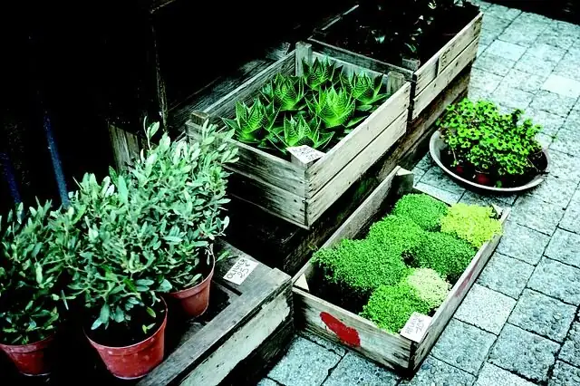 Butia odorata nursery tag plant pot