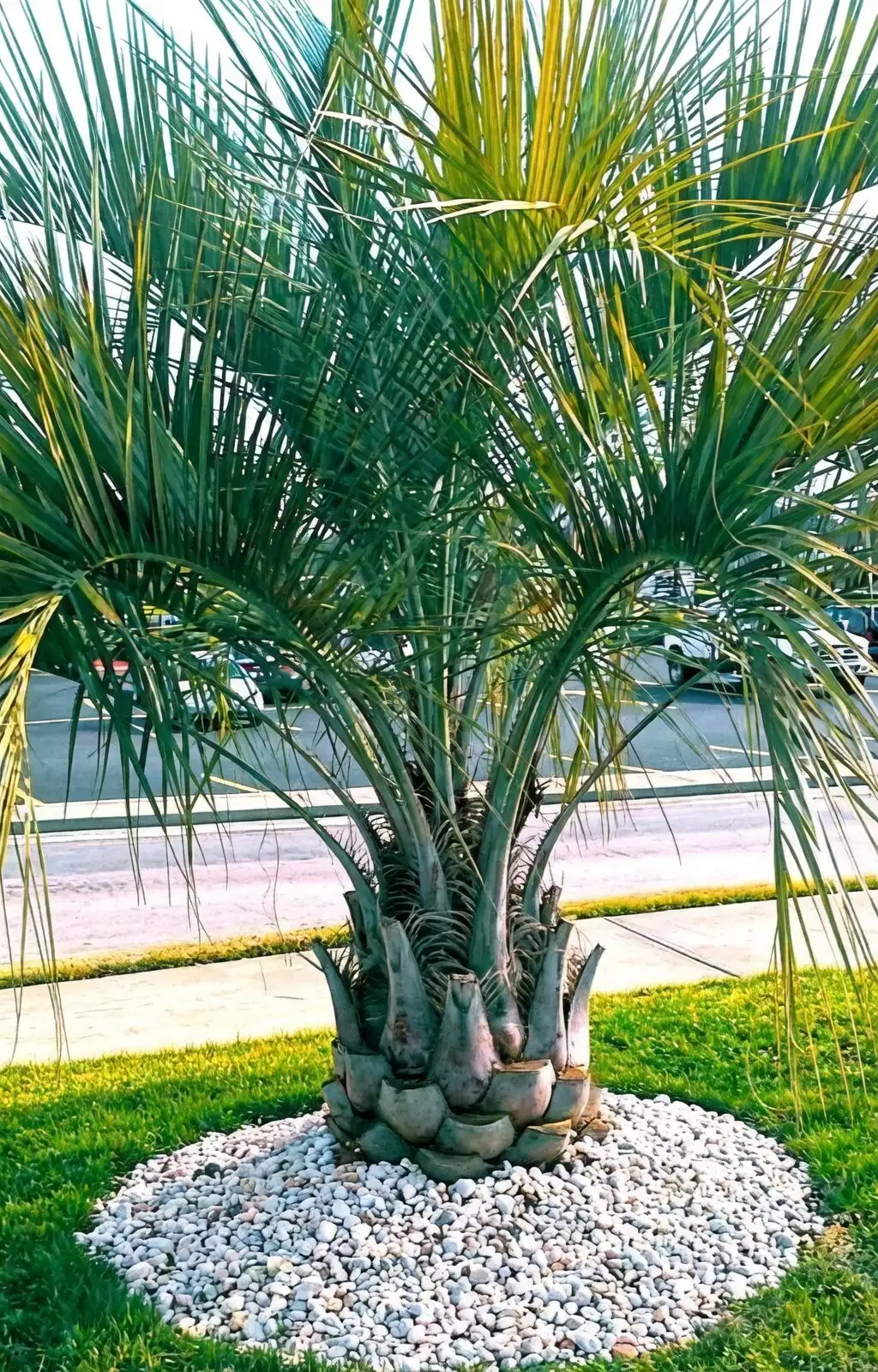 Pollinators, Parrots, and People: Build a Wildlife‑Friendly Oasis with Pindo Palm