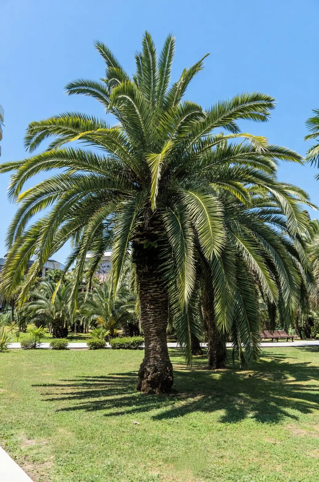 pindo palm flowers with bees