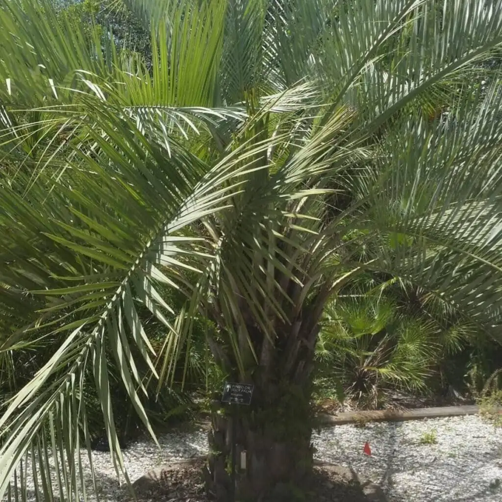 pindo palm fruit cleanup tarp