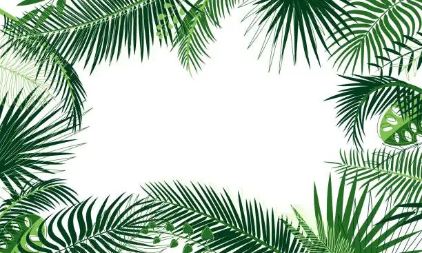 pindo palm with salvias border