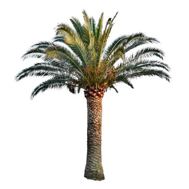 watering pygmy date palm pot