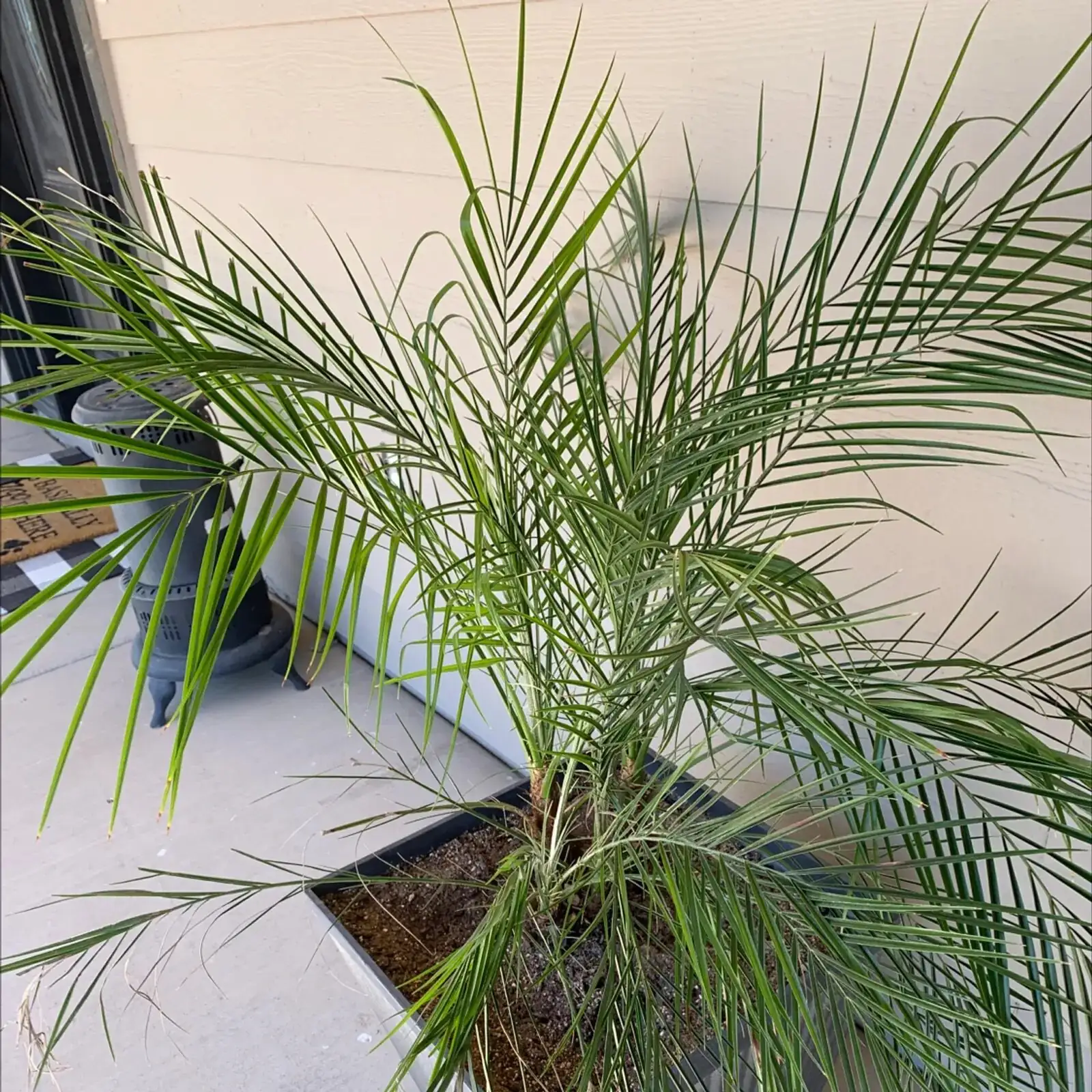 pygmy date palm leaf edge burn