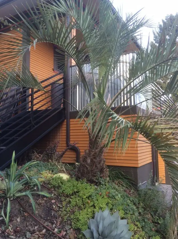 Butia odorata front yard entry