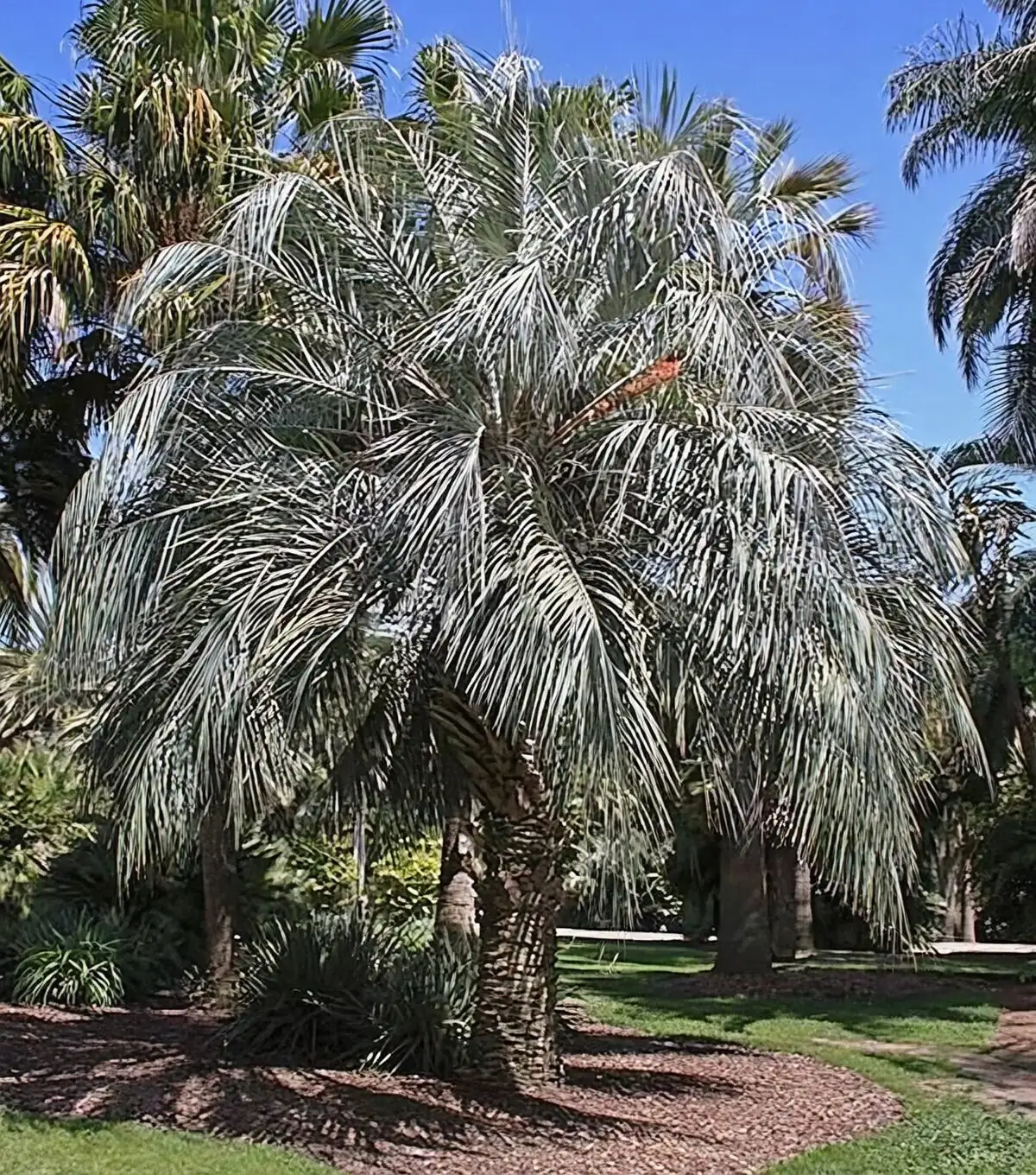 Butia odorata grove coastal dunes
