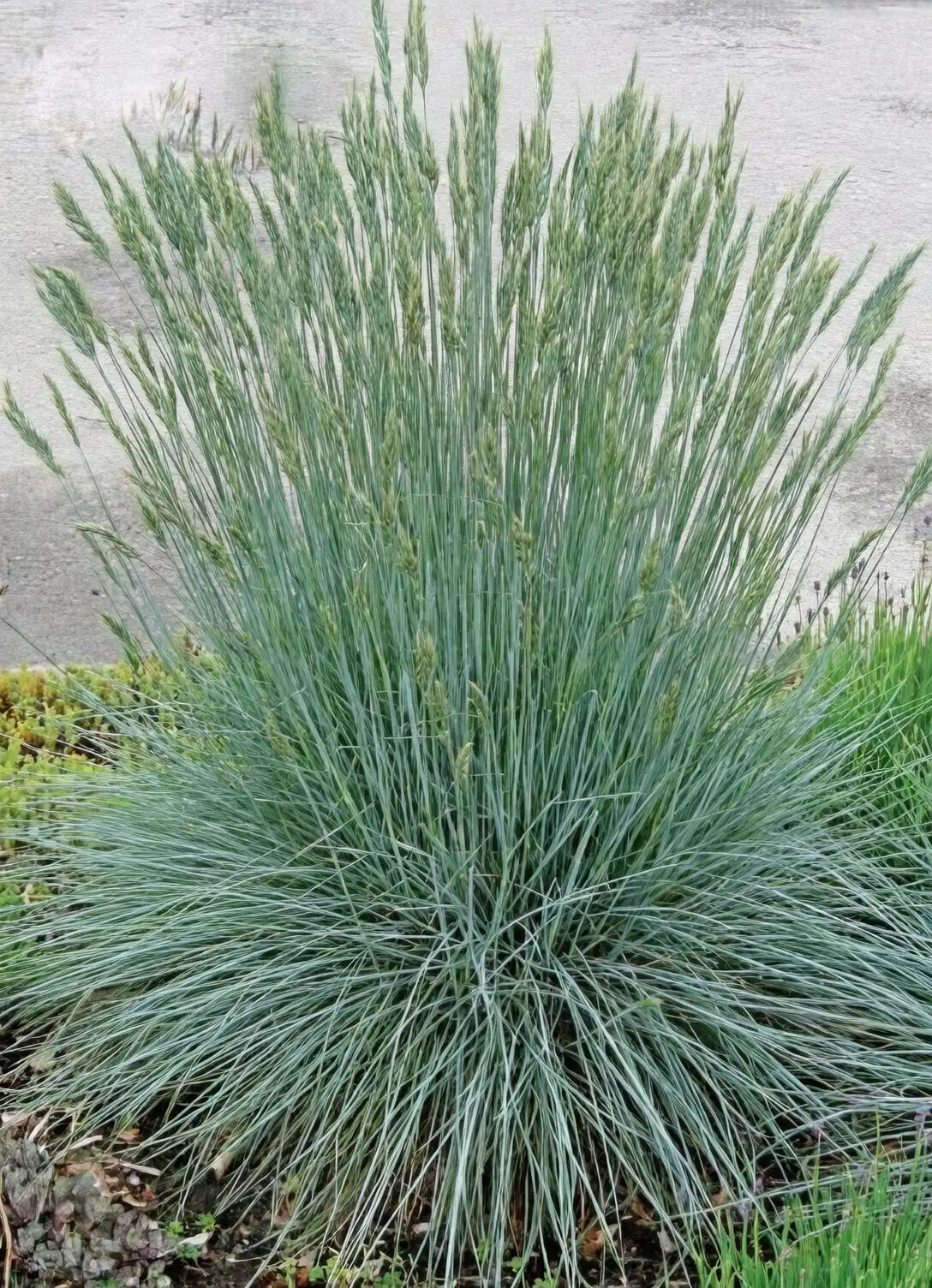 Butia odorata with agave blue fescue