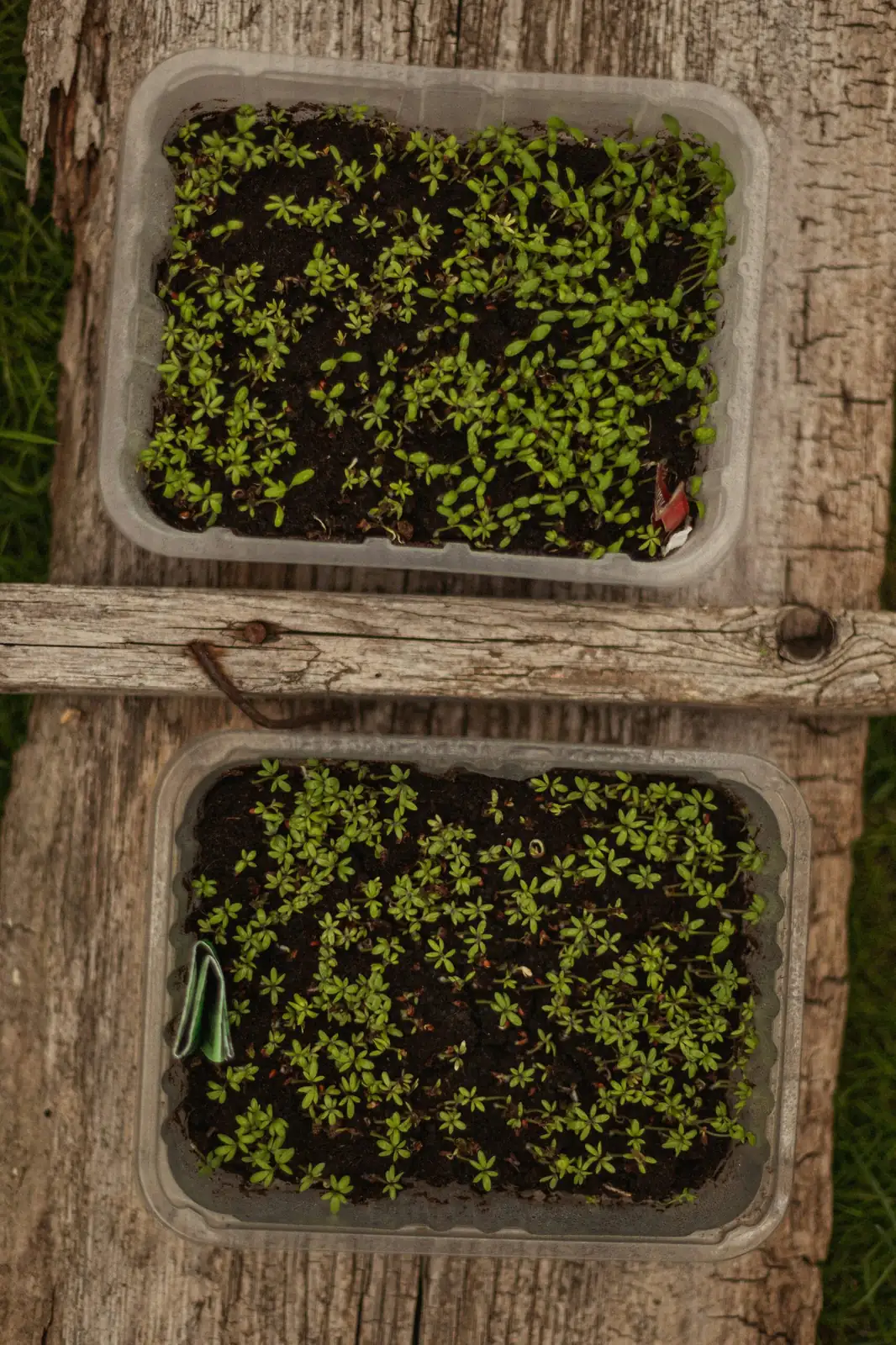 butia odorata seeds germination box