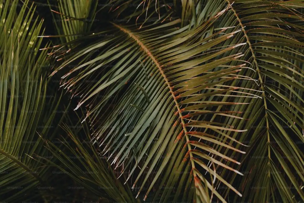 pindo palm leaflets in wind close-up