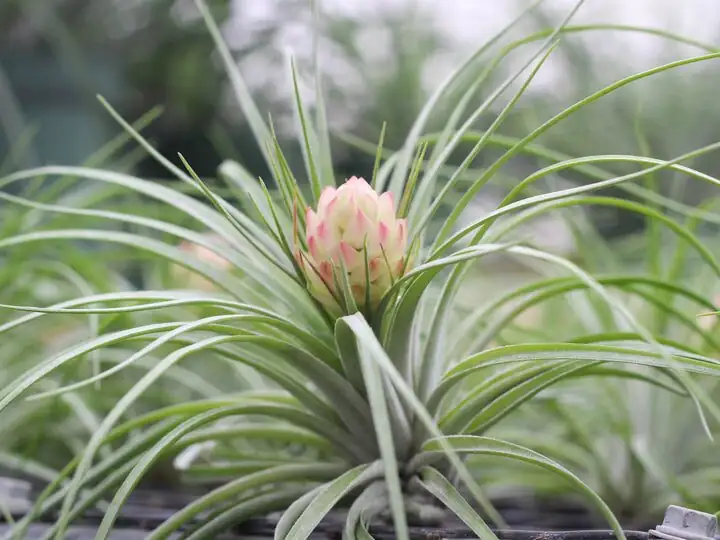 Soak, Shake, and Shine: The 4-Hour Drying Blueprint for Happy Tillandsia juncea