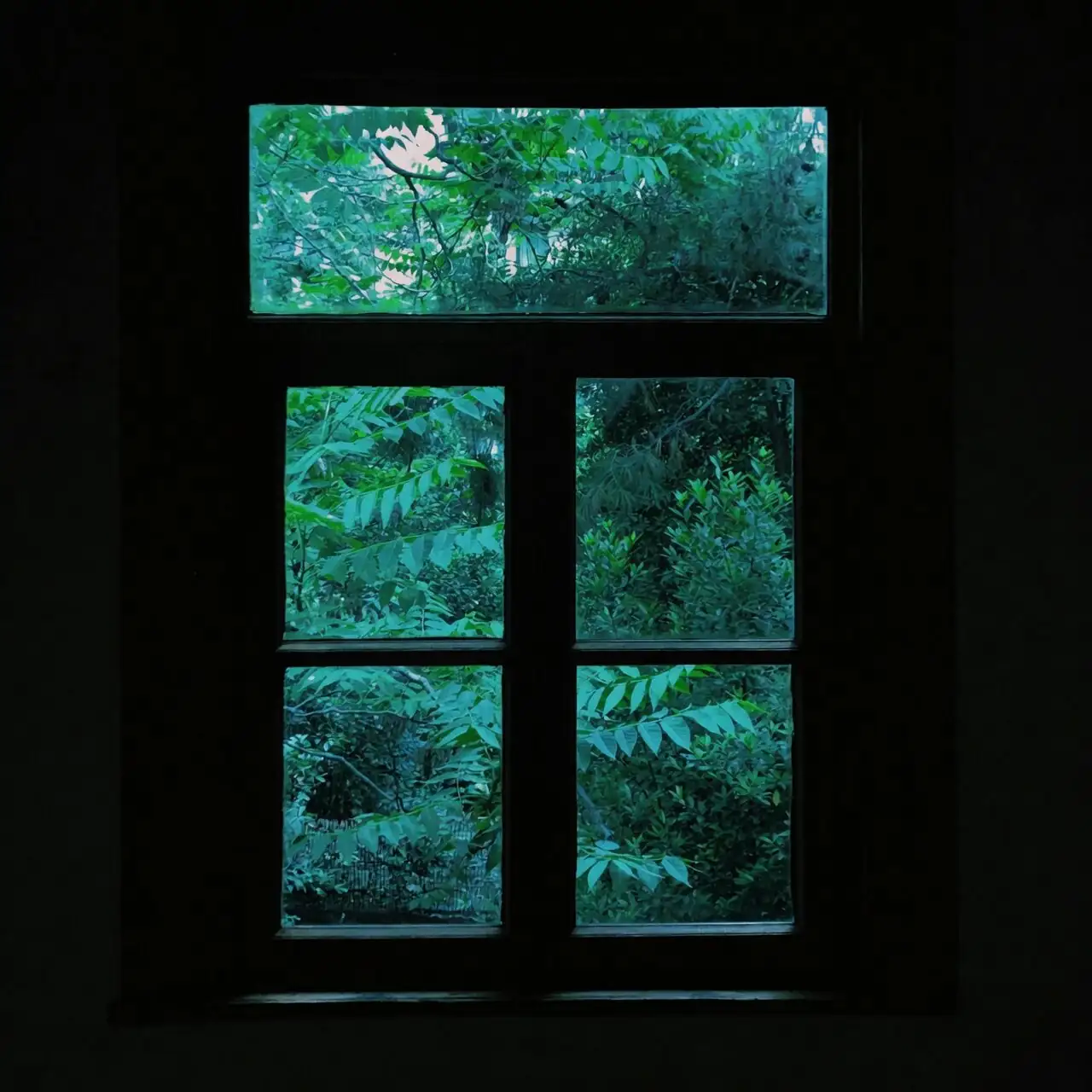 Tillandsia juncea east window setup