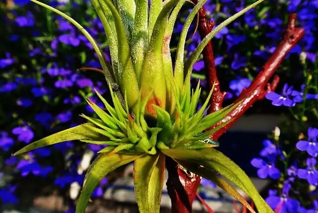 Tillandsia juncea soaking in bowl