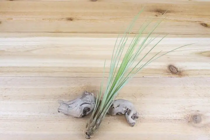 Rot, Mealybugs, and Mystery Crunch: The Air-Plant ER for Tillandsia juncea