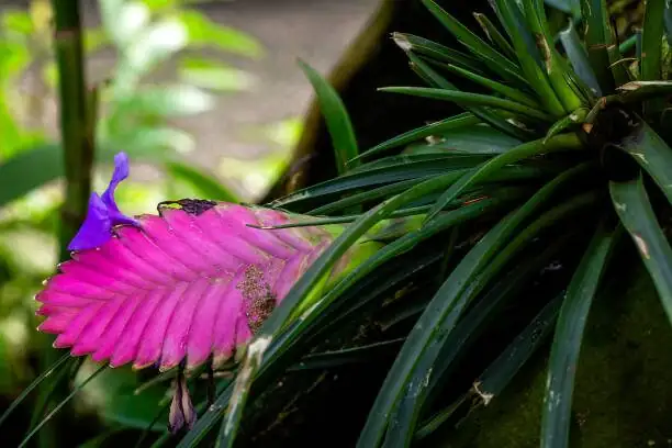 tillandsia juncea bloom pink spike