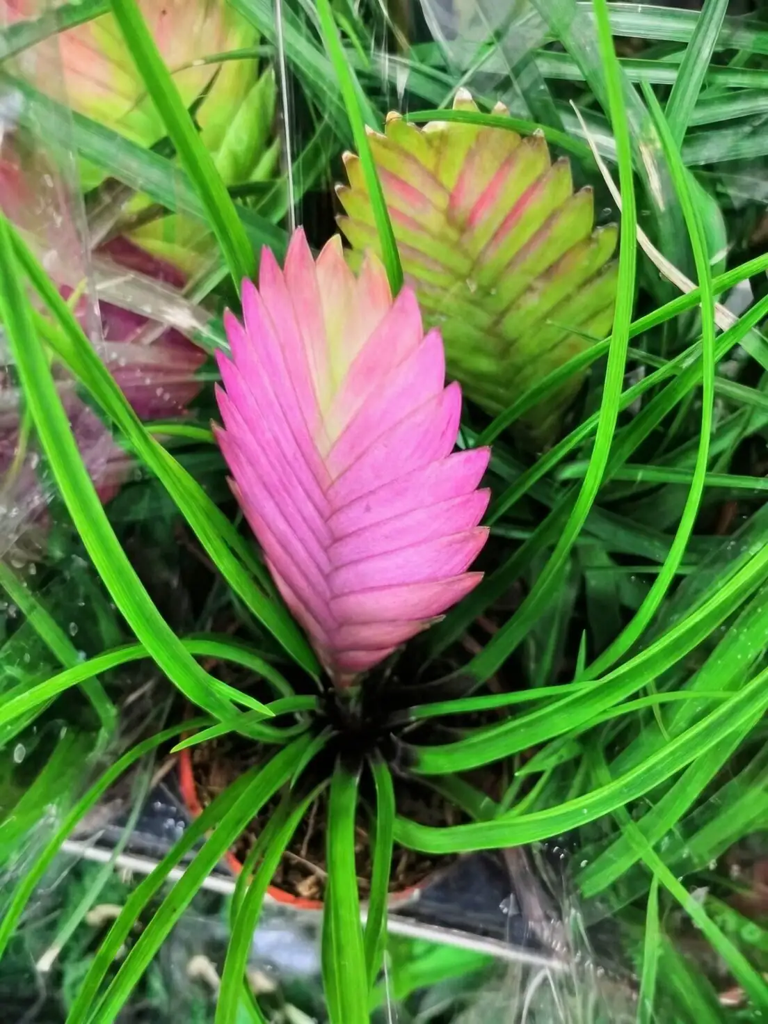 Tillandsia juncea pink spike flowers