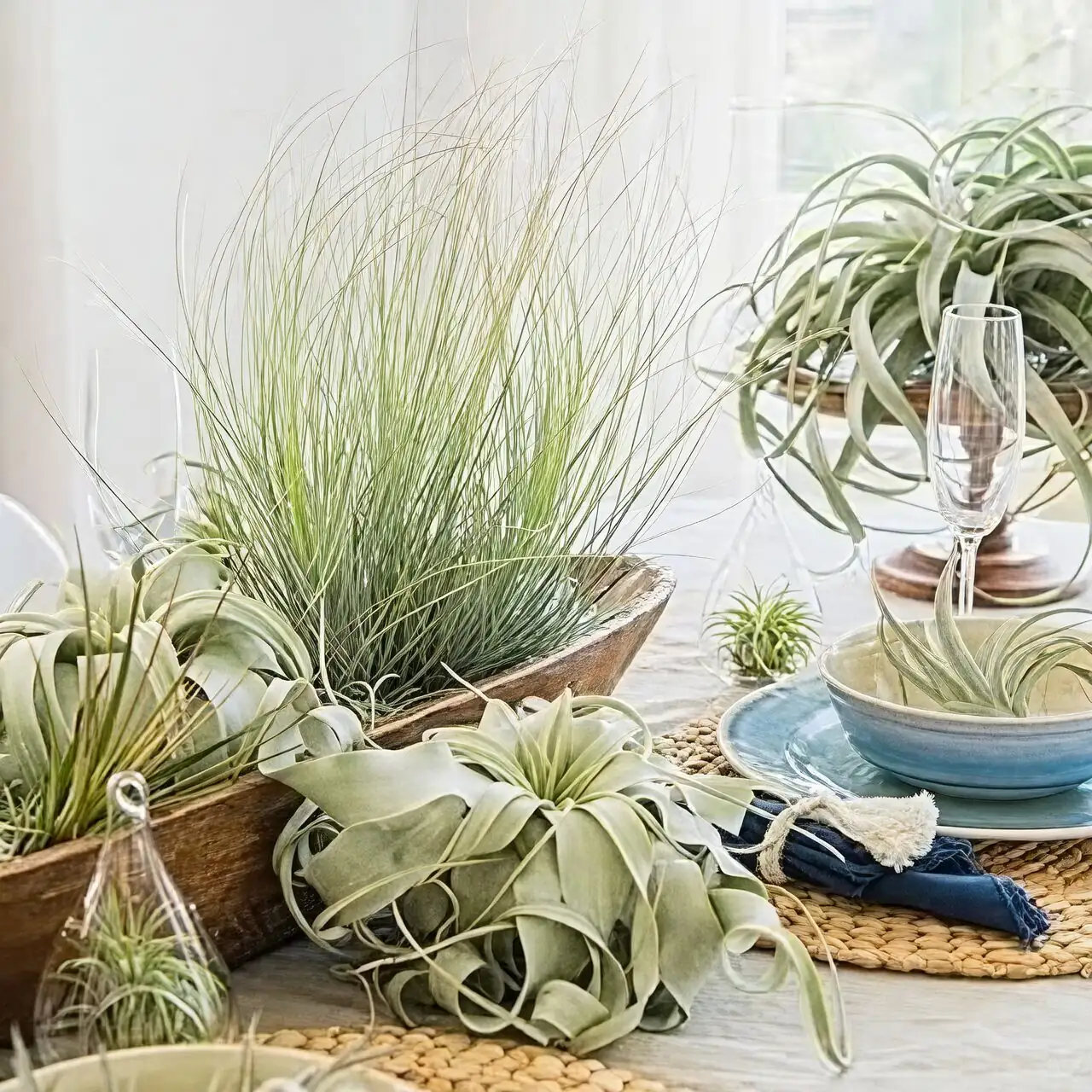 Is That Dust? Meet the Trichomes—Tillandsia juncea’s Superpower for Drinking from Thin Air