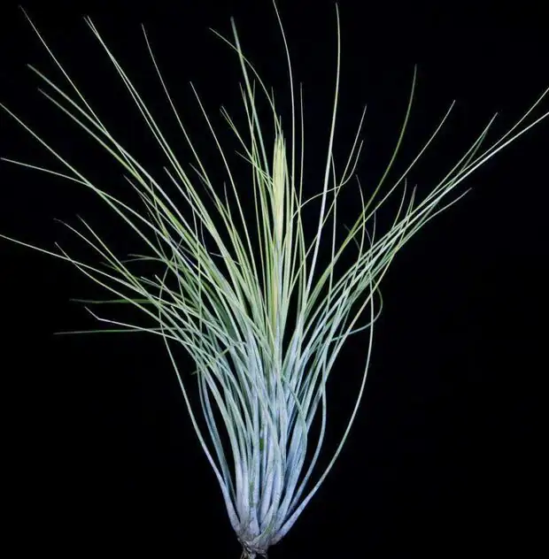Tillandsia juncea trichomes close-up
