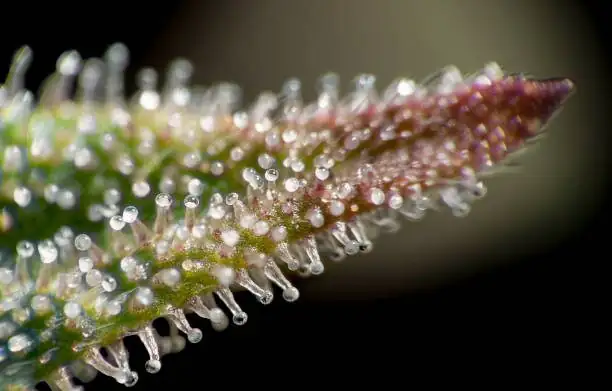tillandsia juncea leaf trichomes macro