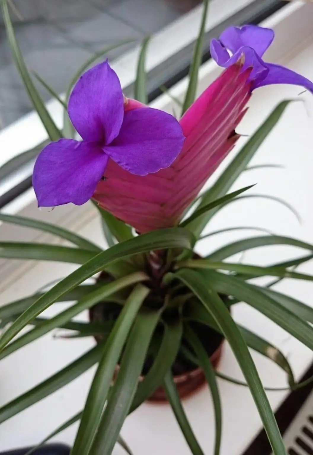 tillandsia juncea pink bract flowers