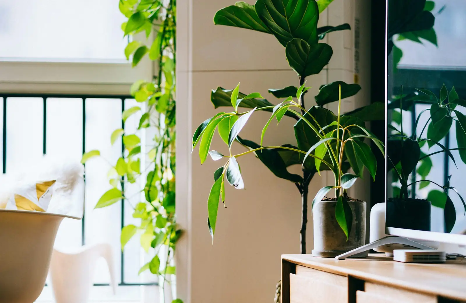 tillandsia juncea desk window placement