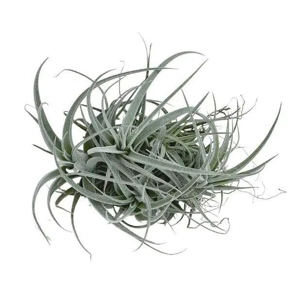 Pup Party! A Hands-On Guide to Clumping, Timing the Separation, and Building a Showy Juncea Colony