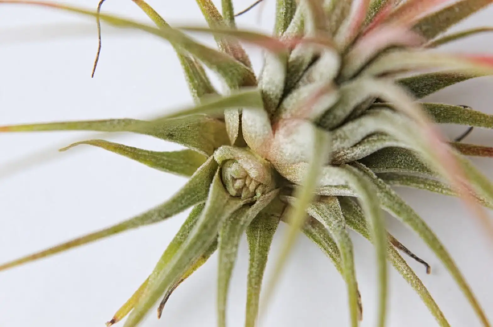 juncea air plant pup seam close-up
