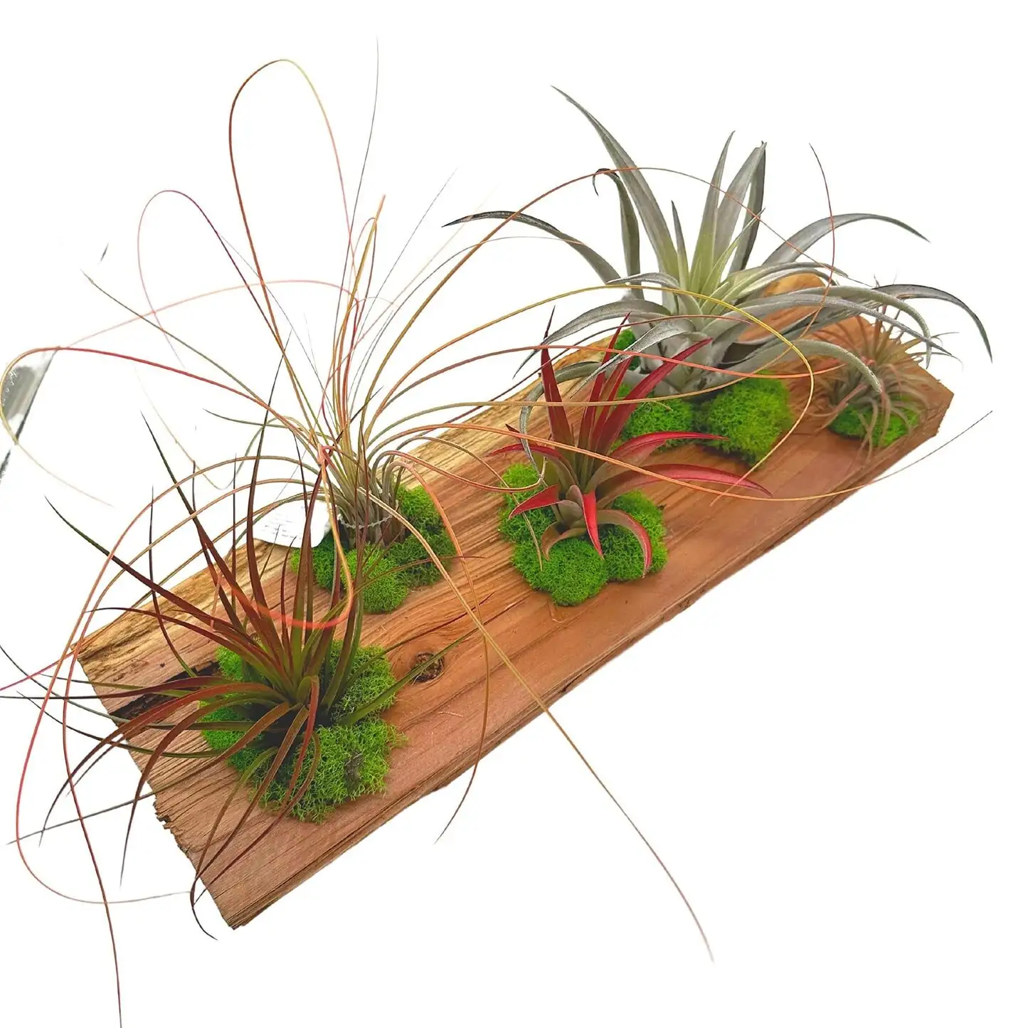 juncea air plant mounted on driftwood