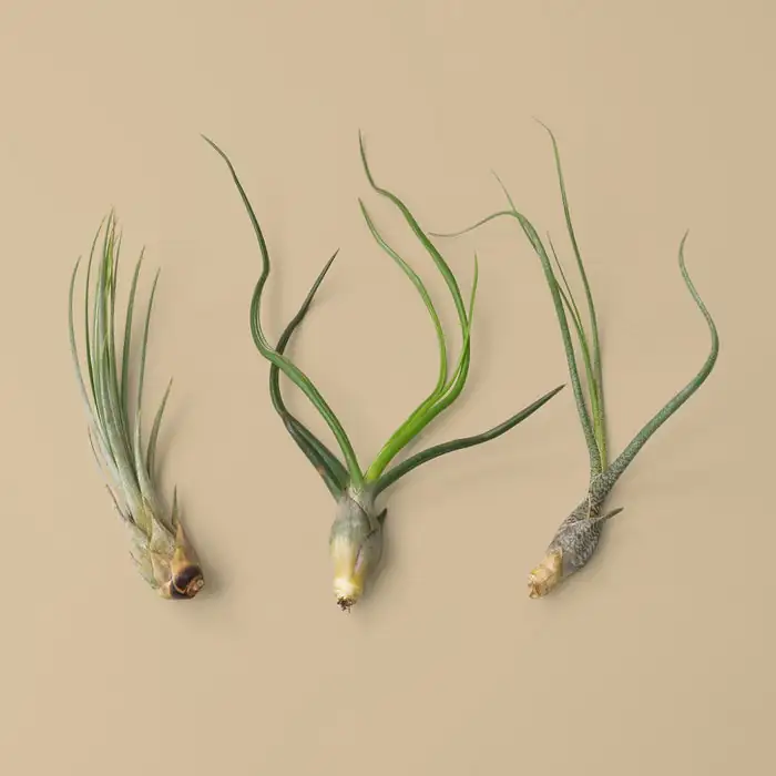 tillandsia juncea soaking and drying