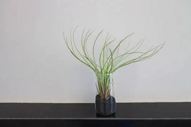 Float, Frame, or Mount: 10 Design-Forward Ways to Style Tillandsia juncea Without a Pot