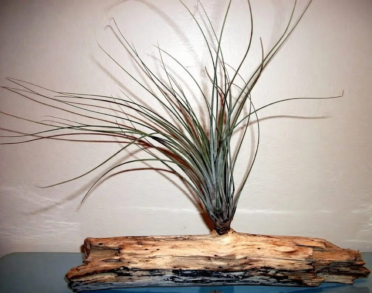 tillandsia juncea on driftwood mount