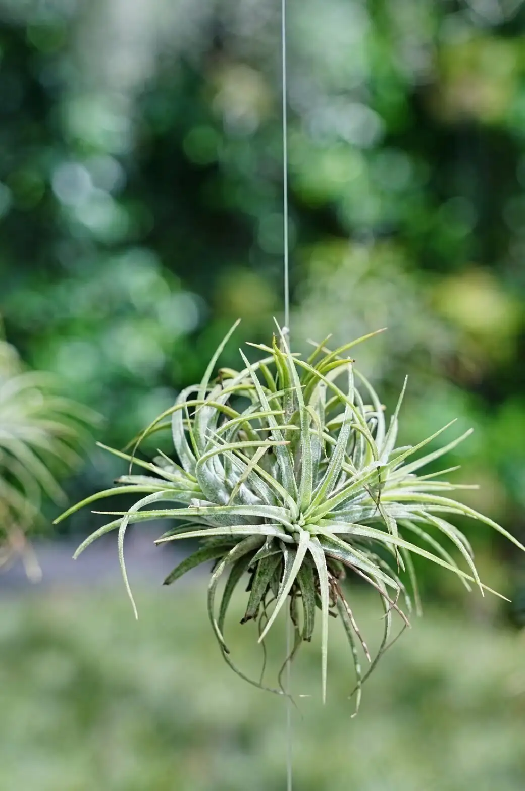 tillandsia juncea hanging nylon line