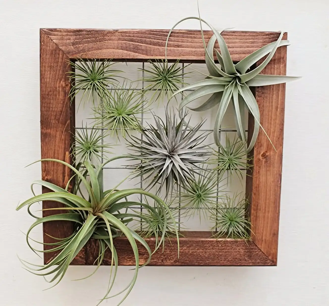 tillandsia juncea on wire frame