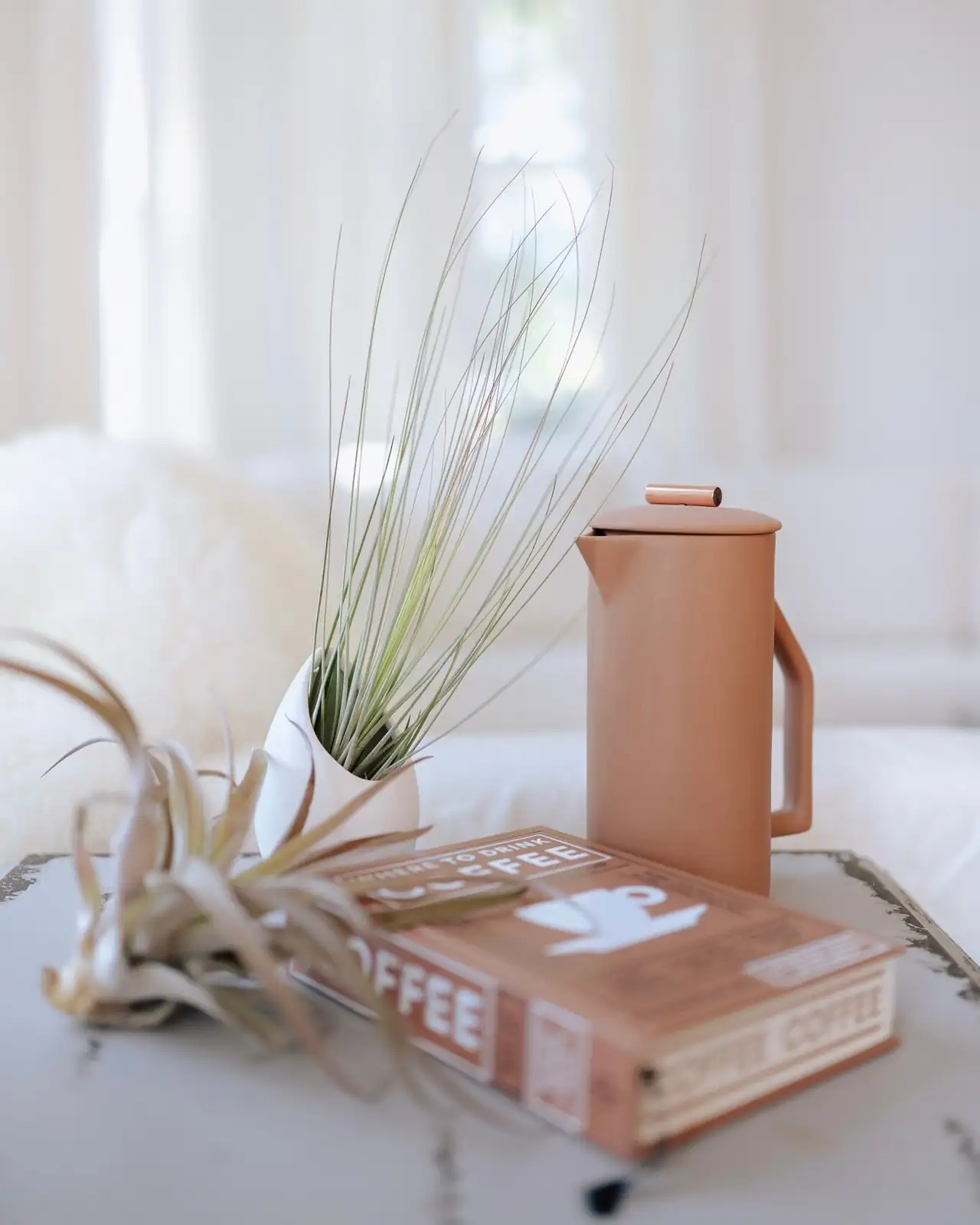 Lives on Air…Really? 7 Myths About Tillandsia juncea Debunked with Science and Care Tips